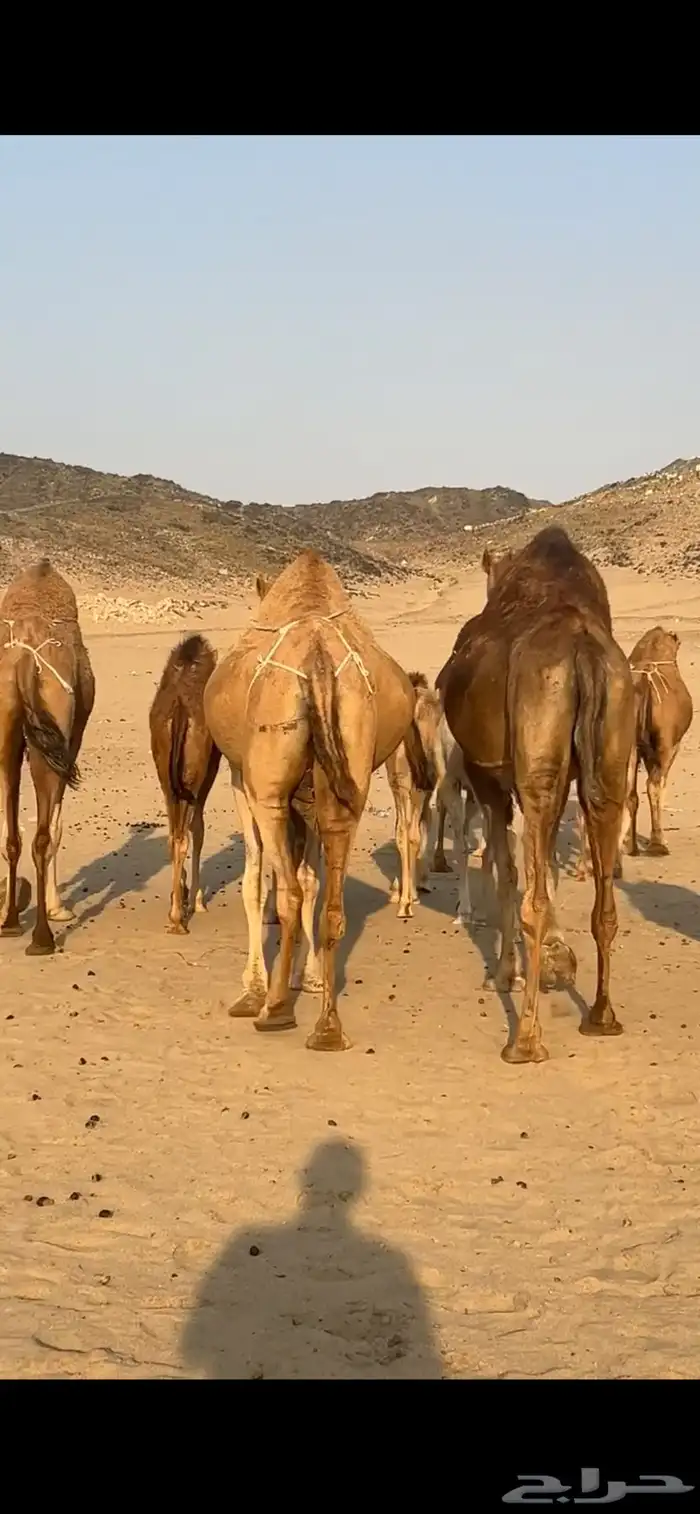 خلفات سواحل 1