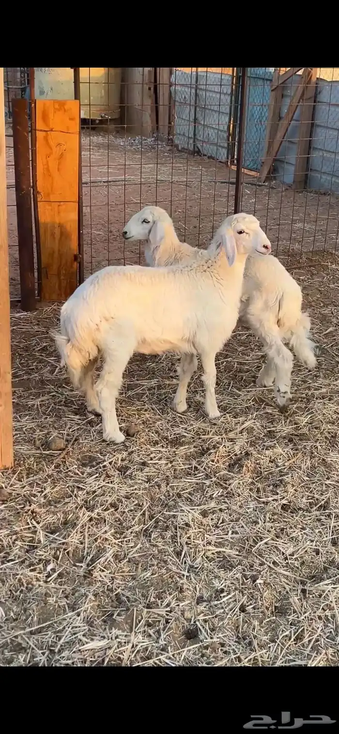 هرافا حريات 0