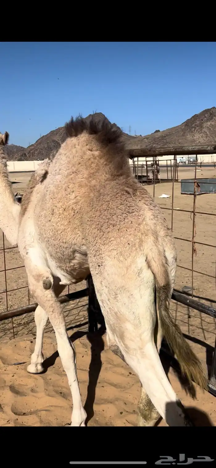 قعودين بلدي حقت زواج 2