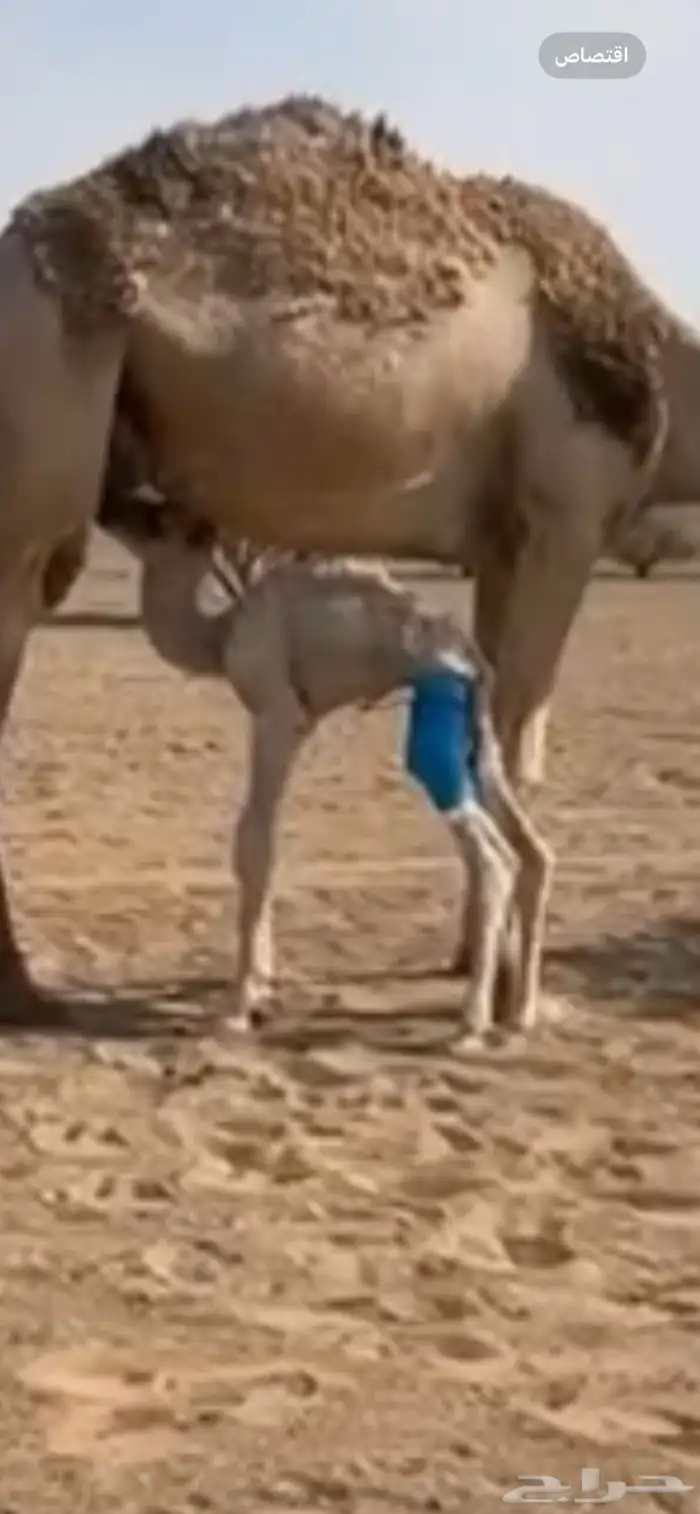 خلفه شقحاء تحتها قعود هديه للحلب 2