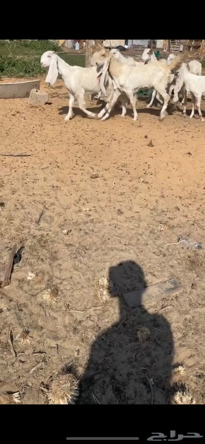 جفار مطورات بيض 3