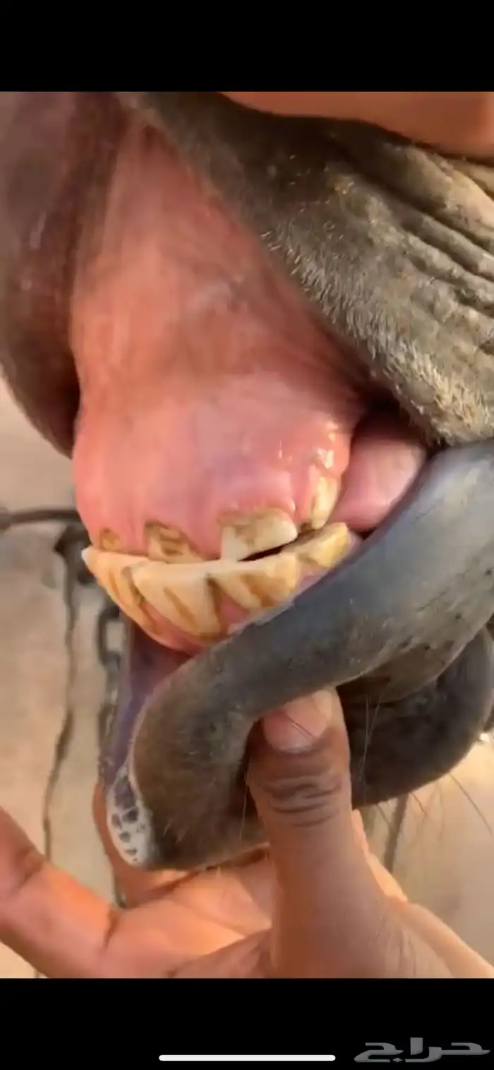 فرس قفز حواجز 5