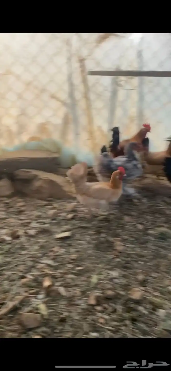 دجاج بلدي 6