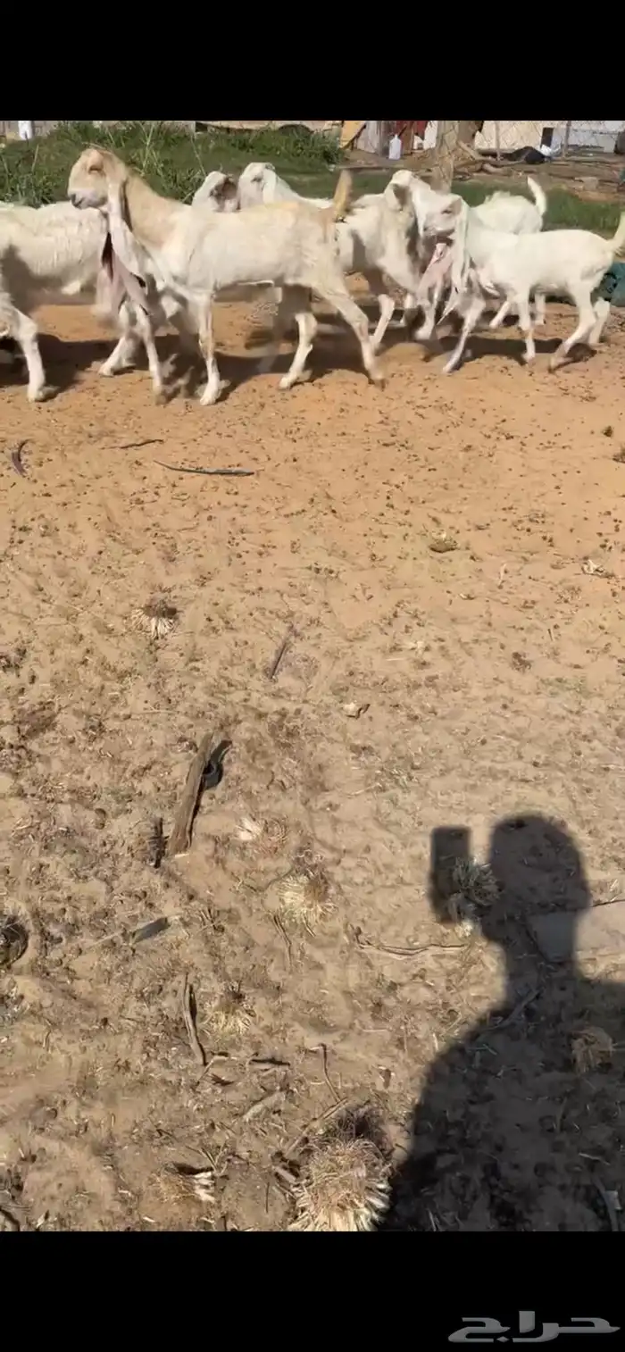 جفار مطورات بيض 2