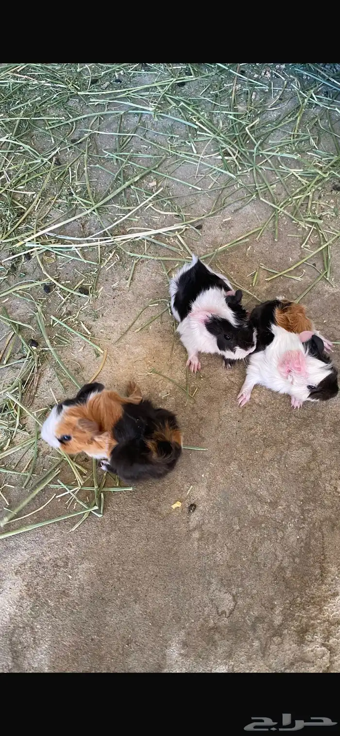 وبران بلدي و أمريكي 0