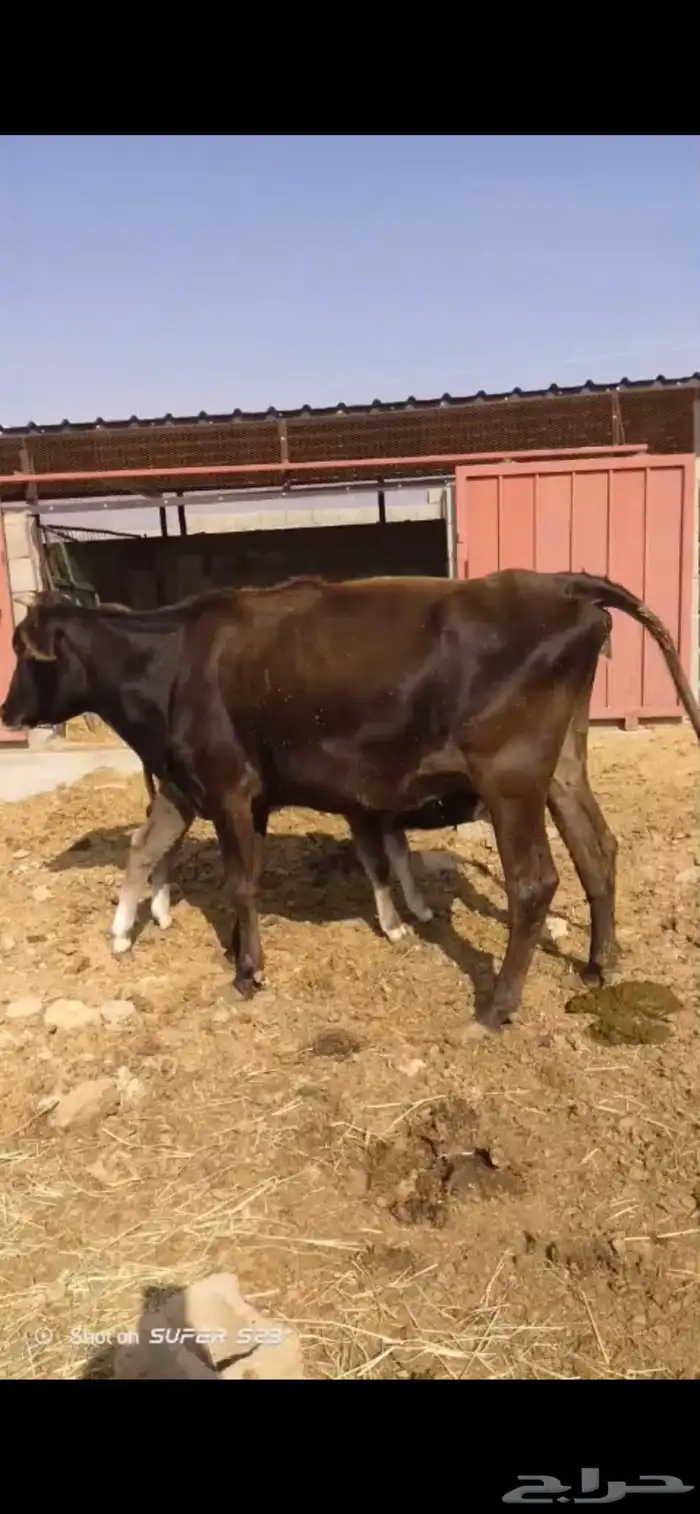 بقره خلفه معه عجل كبير الحليب 7 لتر تقريبا حلو سكر مشروطه 0