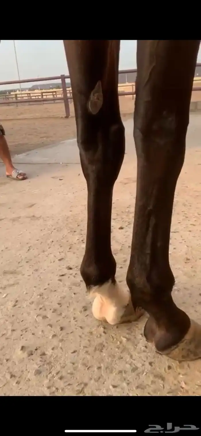 فرس قفز حواجز 6