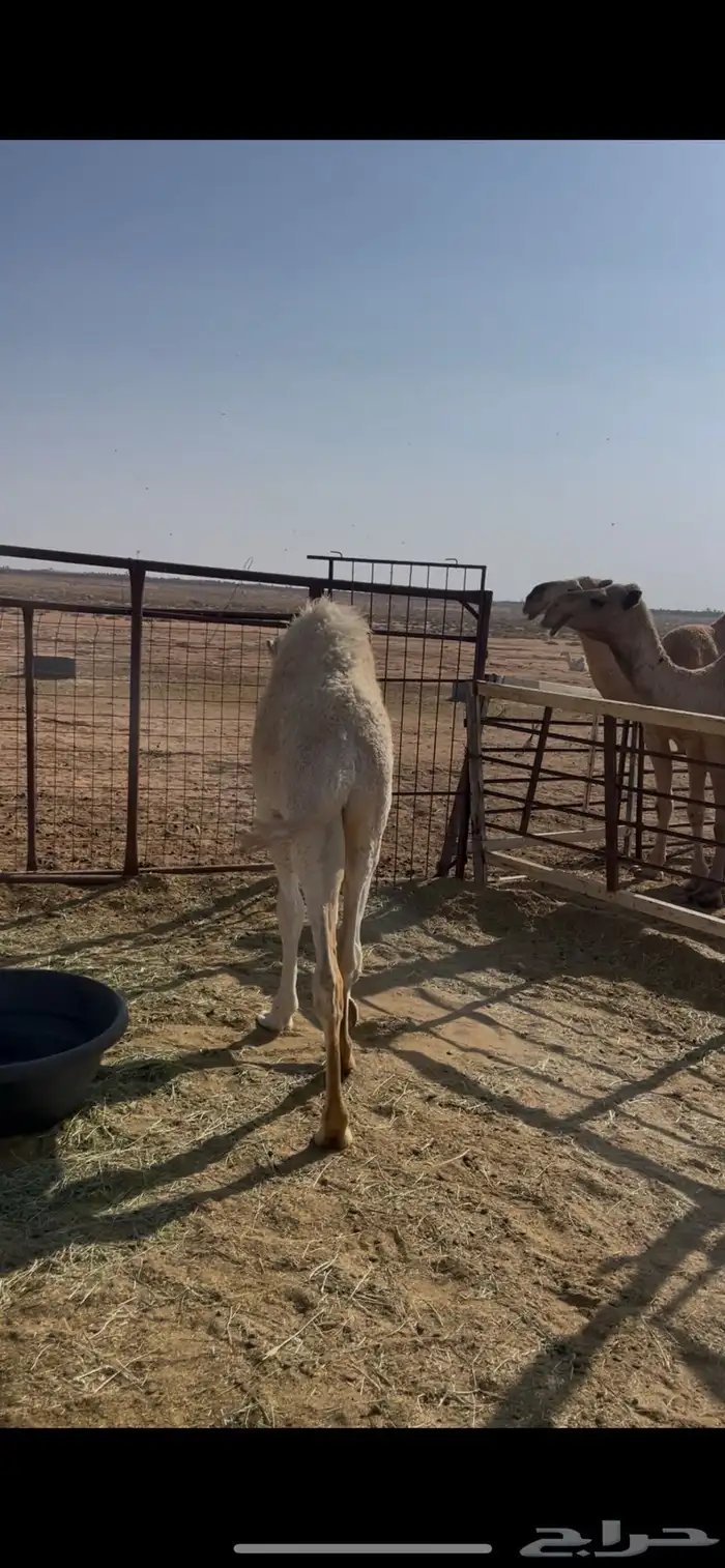 حاشي لباني 2