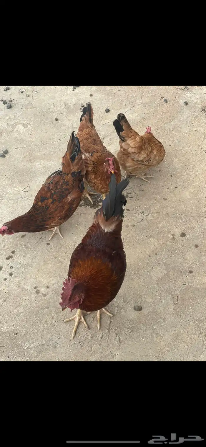 طقم دجاج فرنسي 1