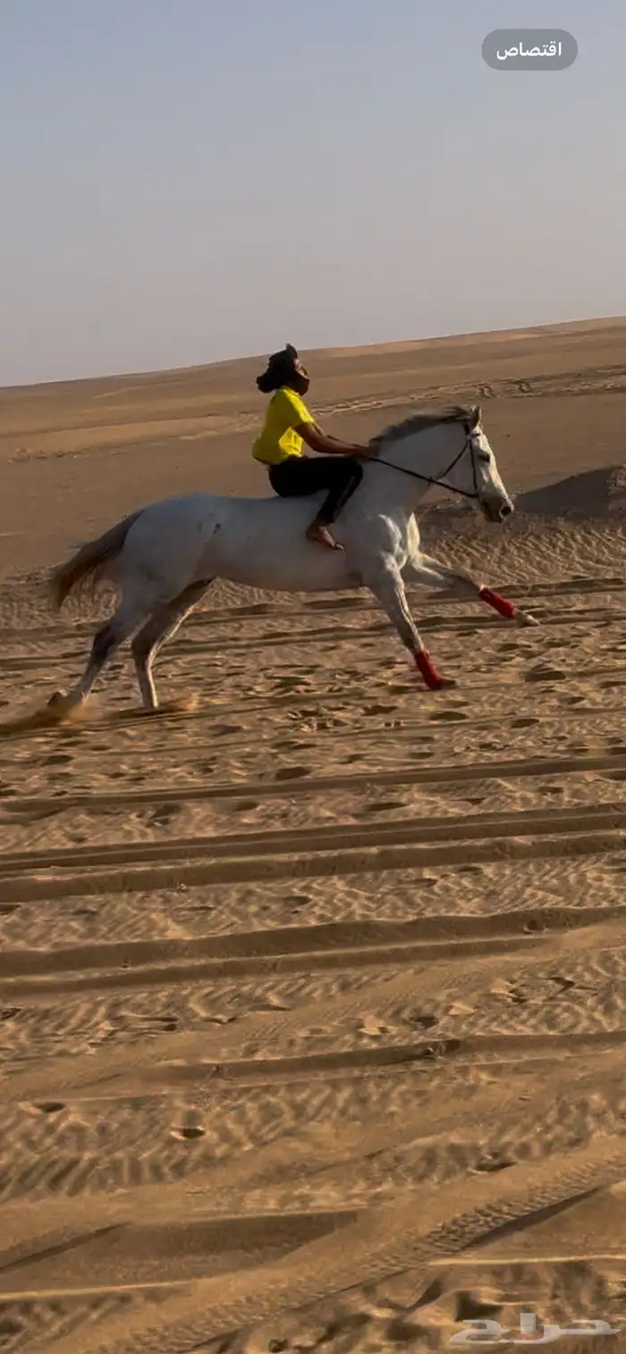 للبيع فرس مهجنه 0