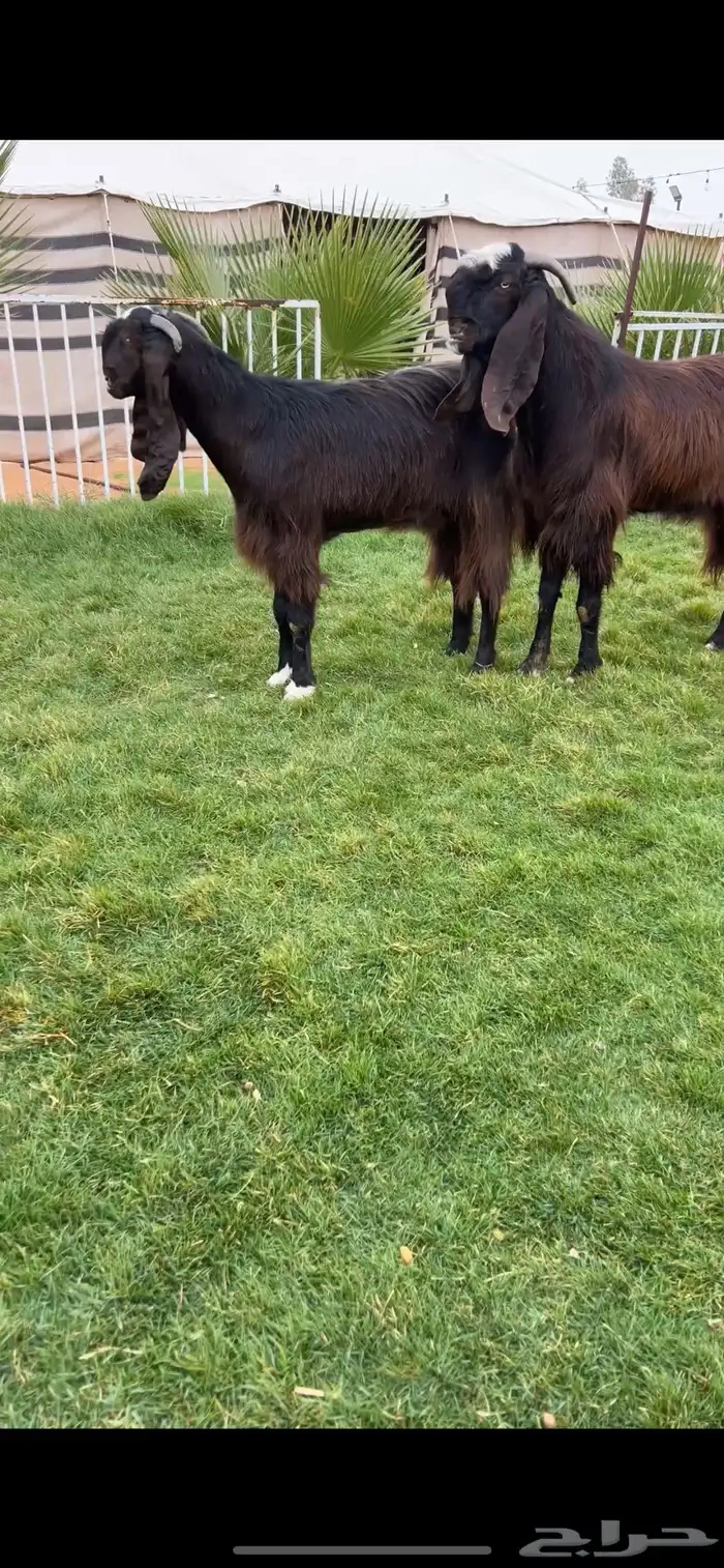 للبيع طقم قبرصيات كفوو 1