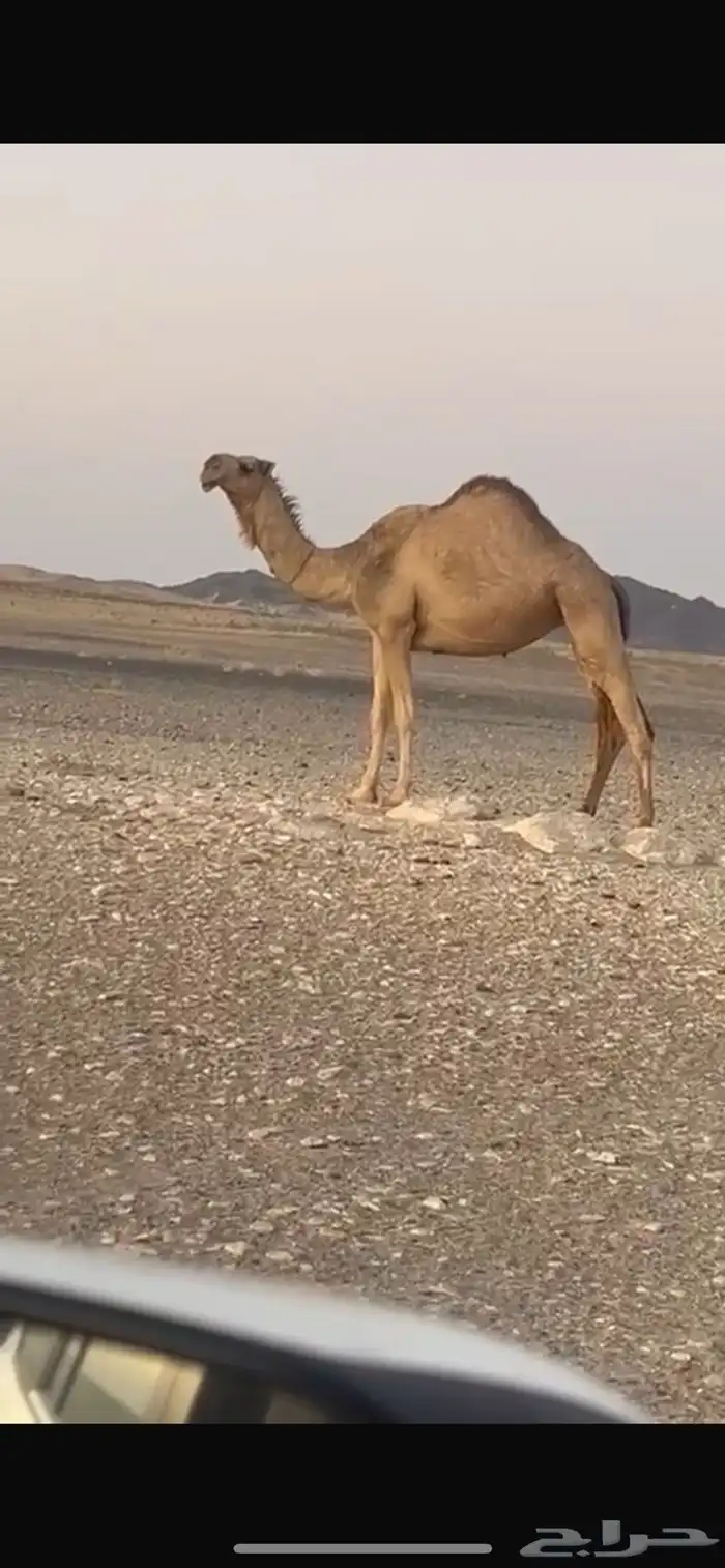 ثنيه ضروبه على جميع الشروط الموقع ظلم 0