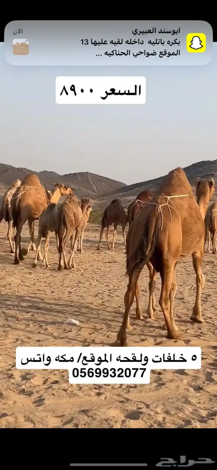 خلفات سواحل 6