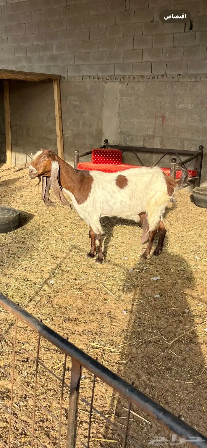 عنز حليب صباح ومغرب 0