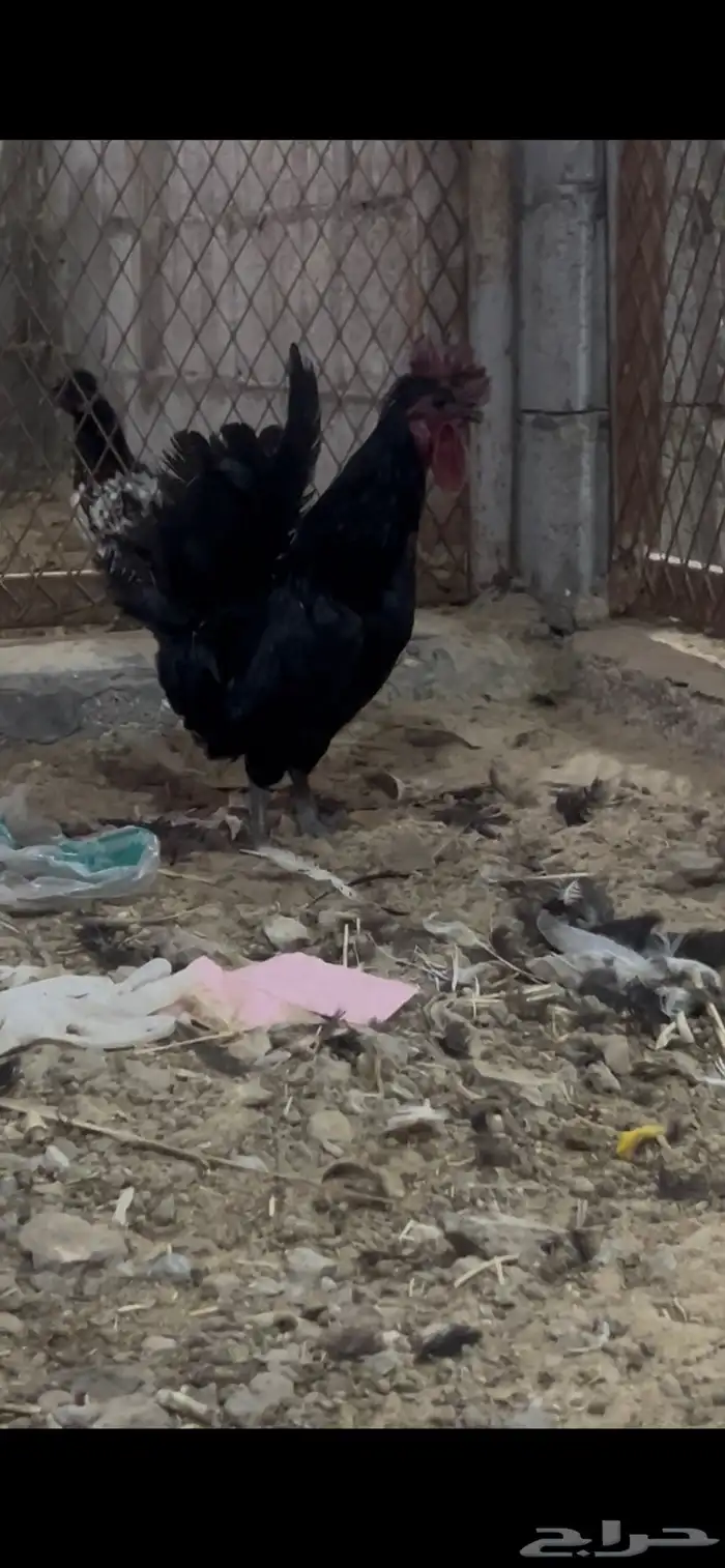 ديك بلدي مرتب وديك حبحبي 3