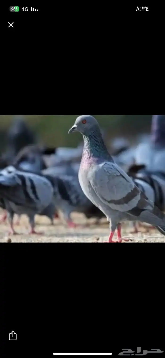 للبيع حمام سوادي شي نضيف وطيب 0