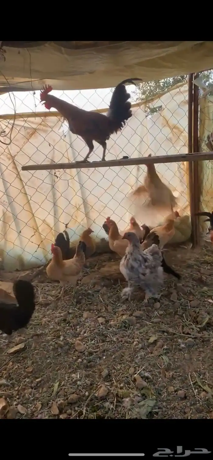 دجاج بلدي 0