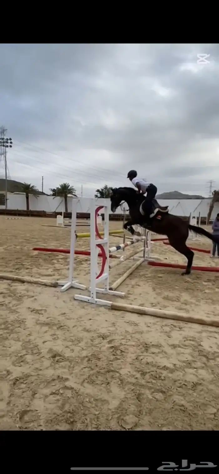 فرس قفز حواجز 1