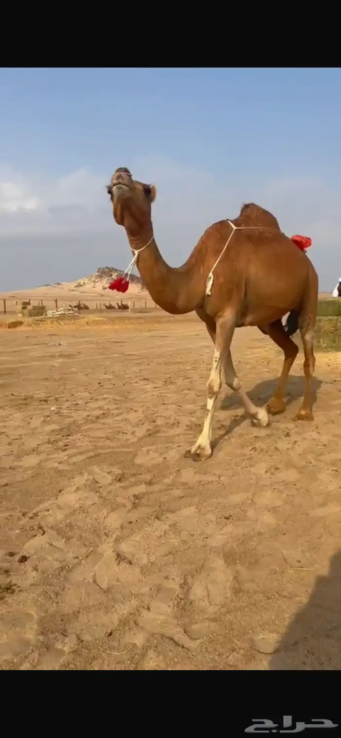 للبيع نياق حمر خلافات تحتهن بكار 1