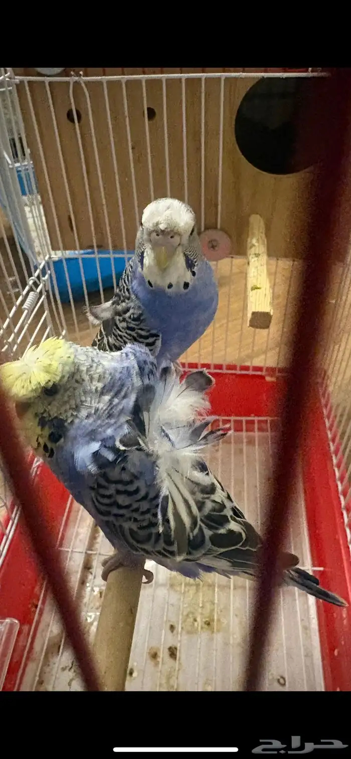 طيور بادجي 0