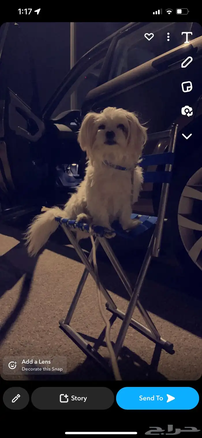 كلبة مالتيز 1