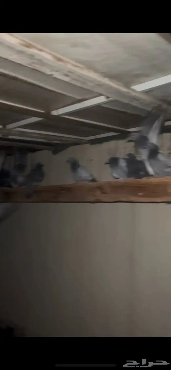 حمام للبيع 0