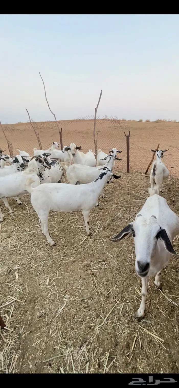 مراح معزا بيشيات فرصة للقناي 0