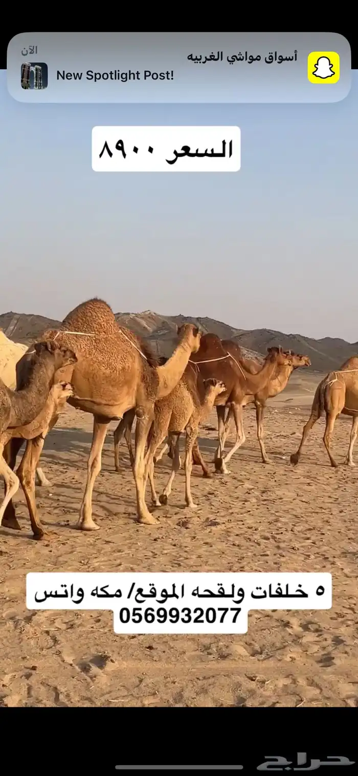 خلفات سواحل 5