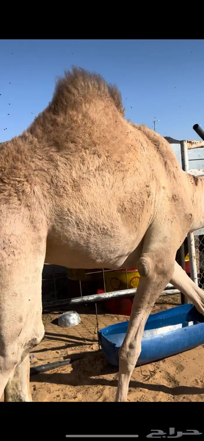 قعودين بلدي حقت زواج 4