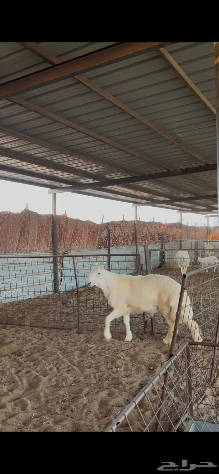 مشروع فحل حري 1