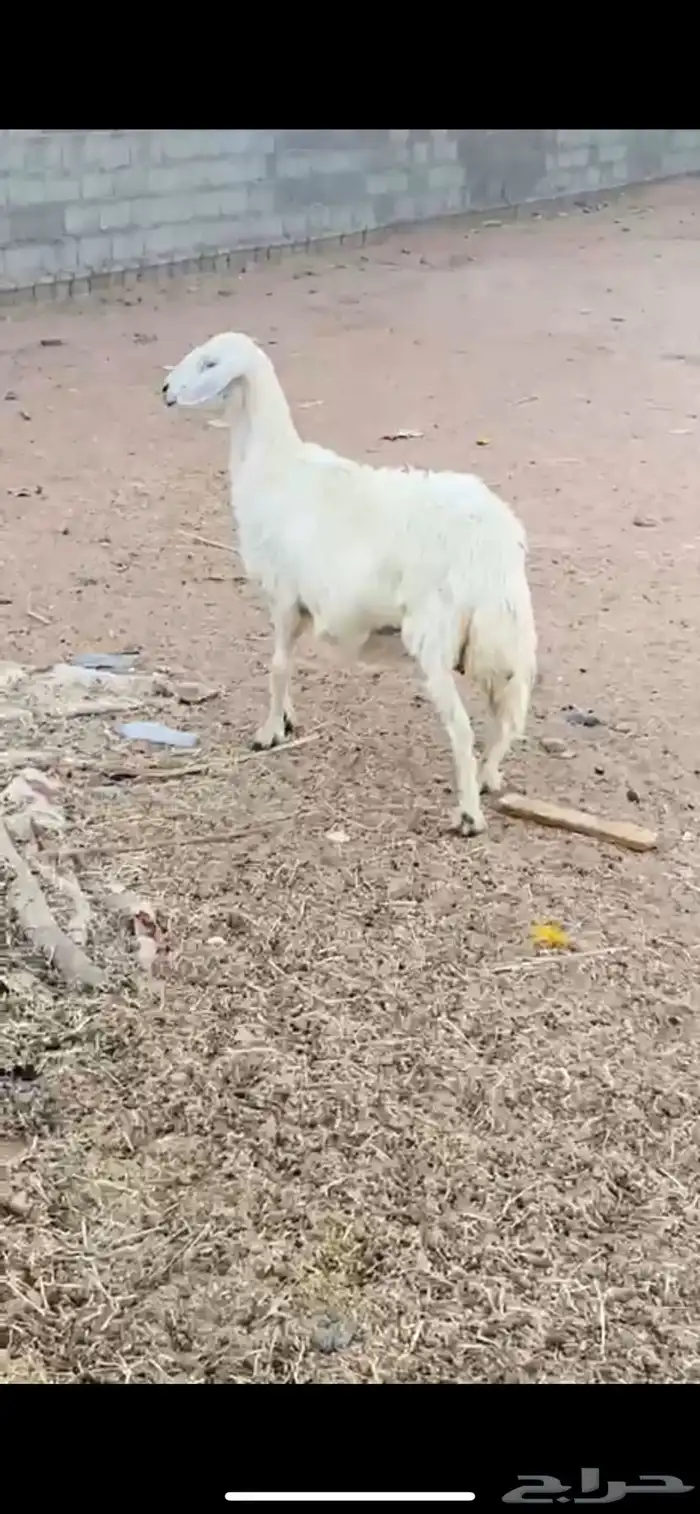 نعجه صفرا دافع كفو 2