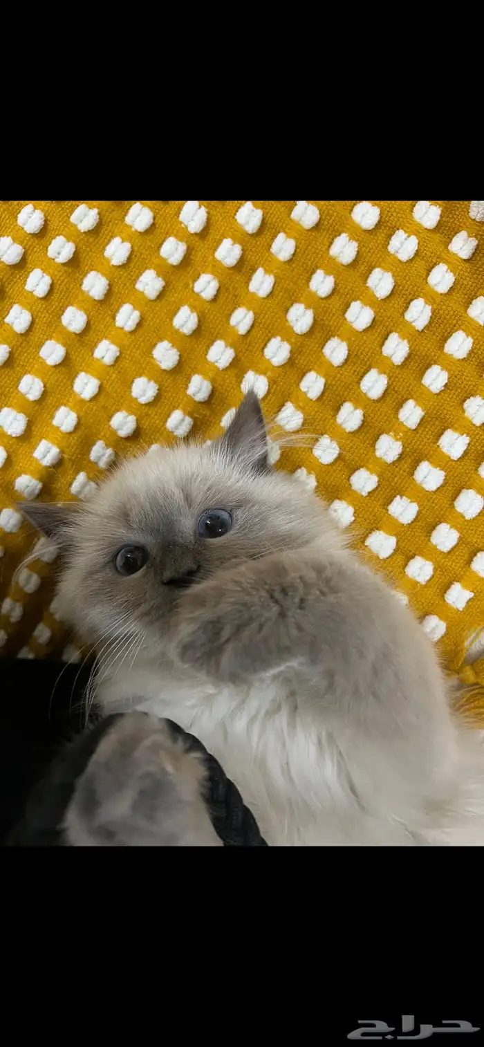 احتاج كيتن قط سيامي للتبني 0