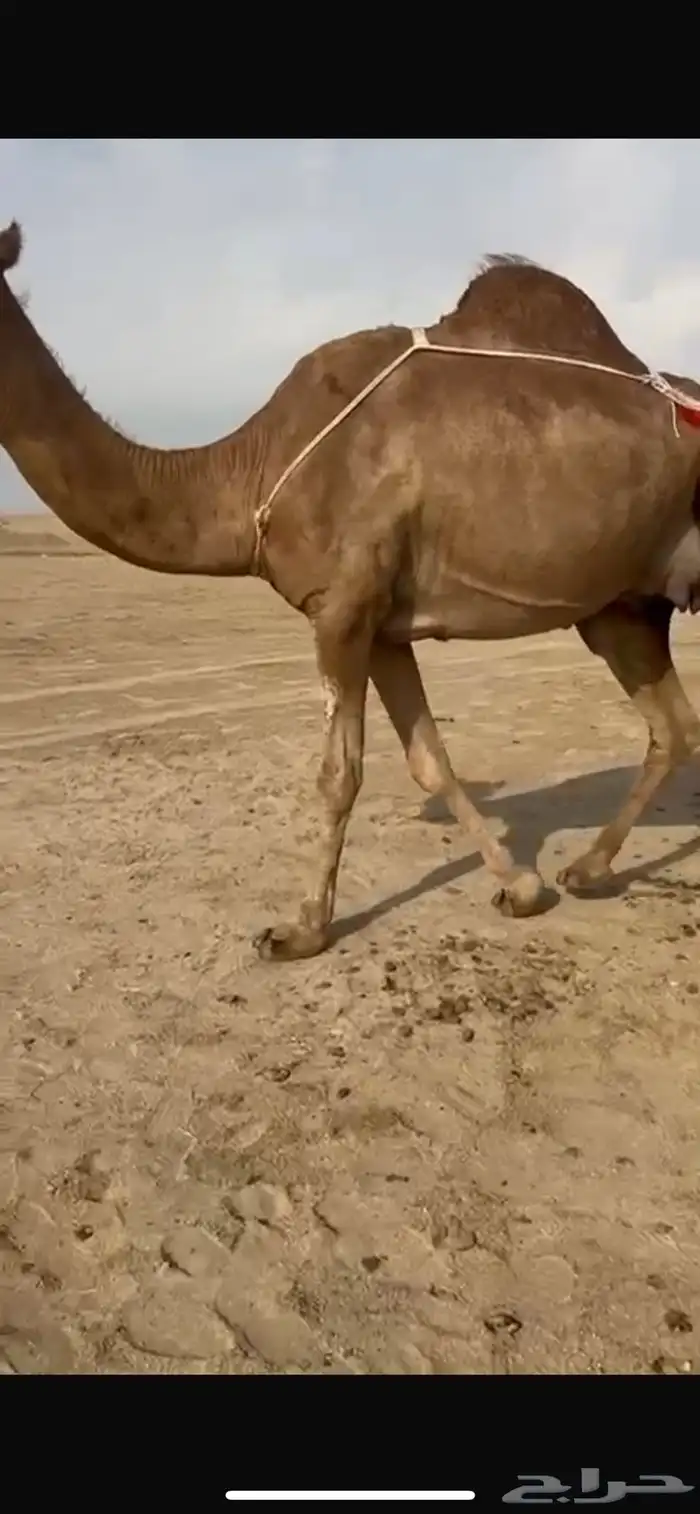 للبيع نياق حمر خلافات تحتهن بكار 0