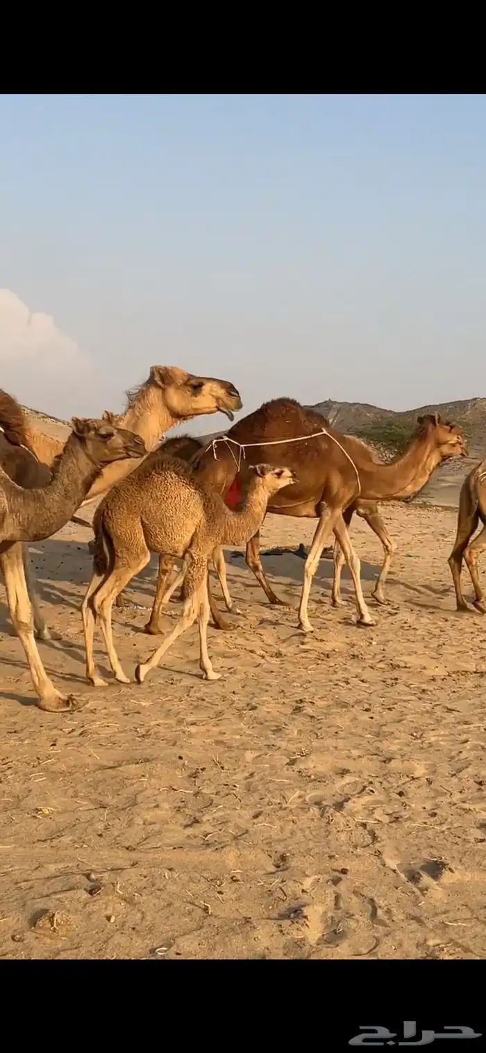 خلفات سواحل 12