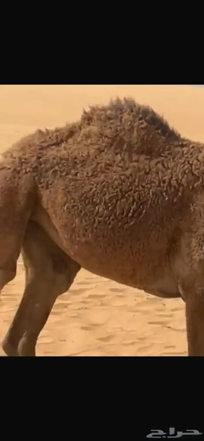 بكره حقه للبيع سليمه شرط سوم 5000 0