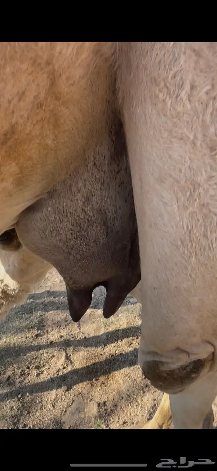 خلفه حمراء بكر 4