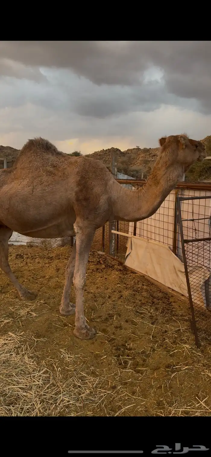 نياق مداني للبيع تمم البيع 6