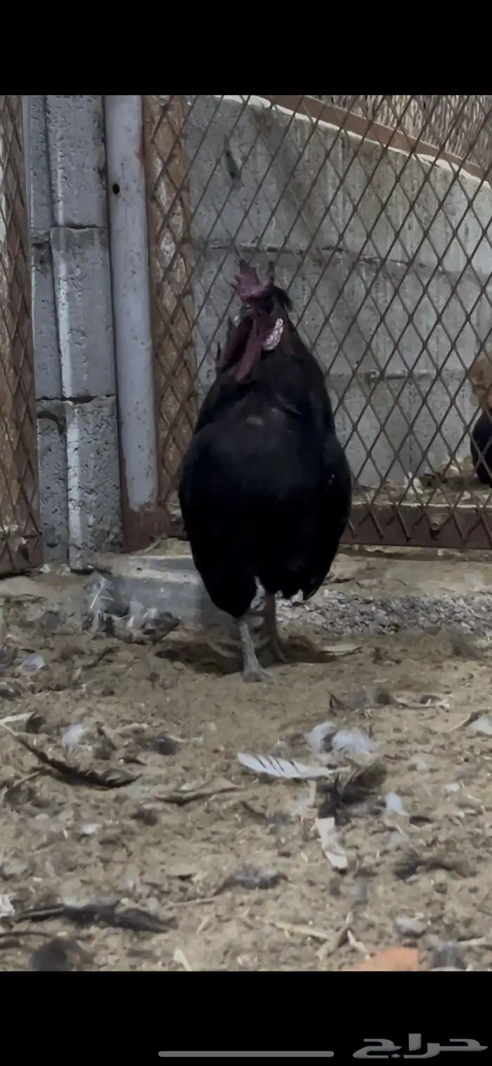 ديك بلدي مرتب وديك حبحبي 2