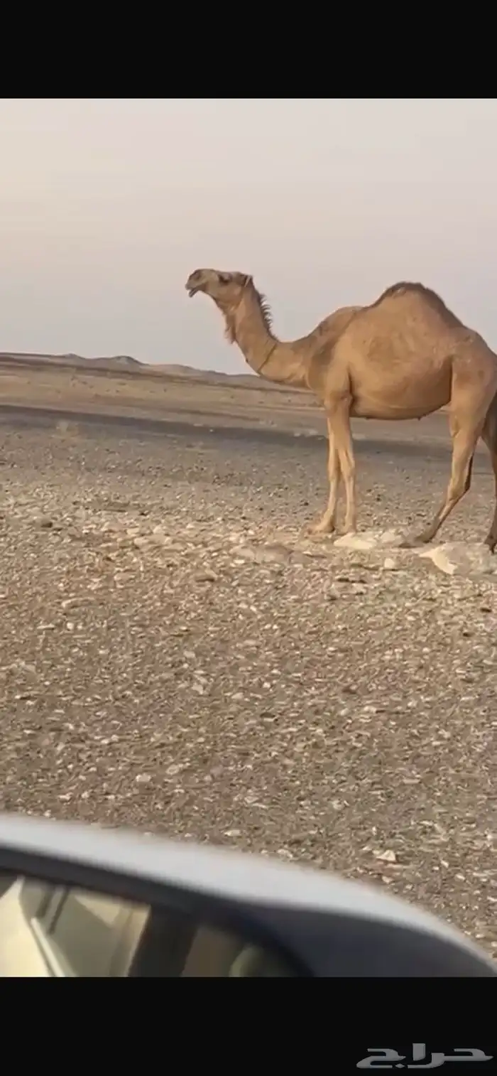 ثنيه ضروبه على جميع الشروط الموقع ظلم 1