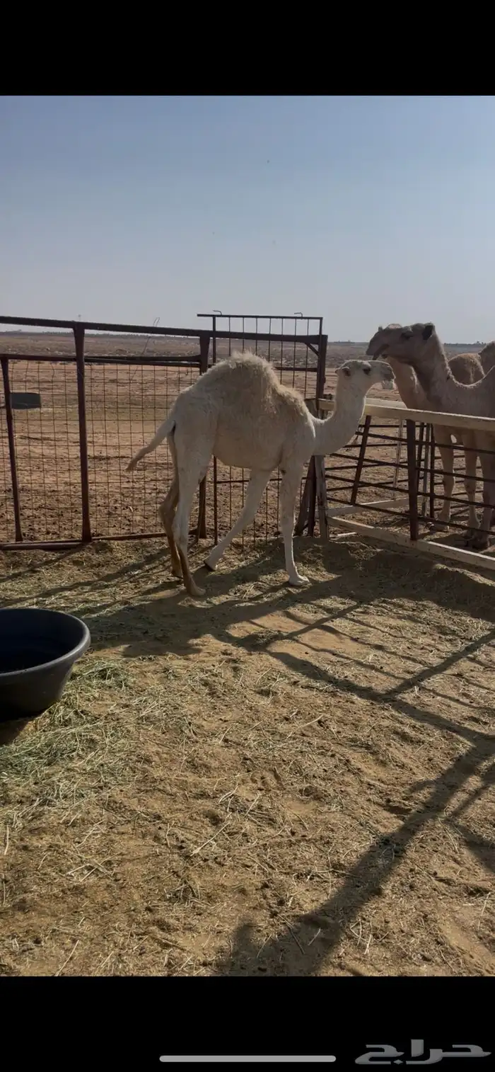 حاشي لباني 1