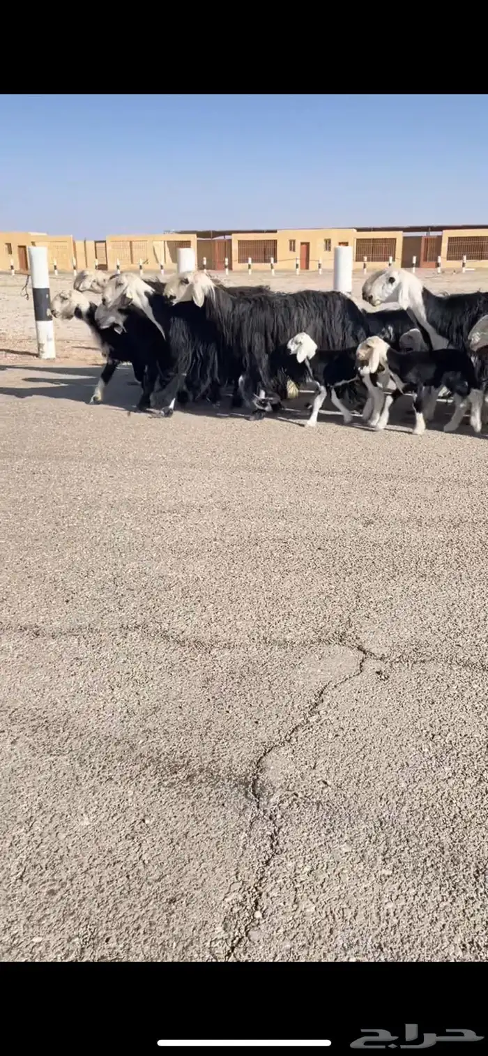 غنم نجد صنف مواليد 0