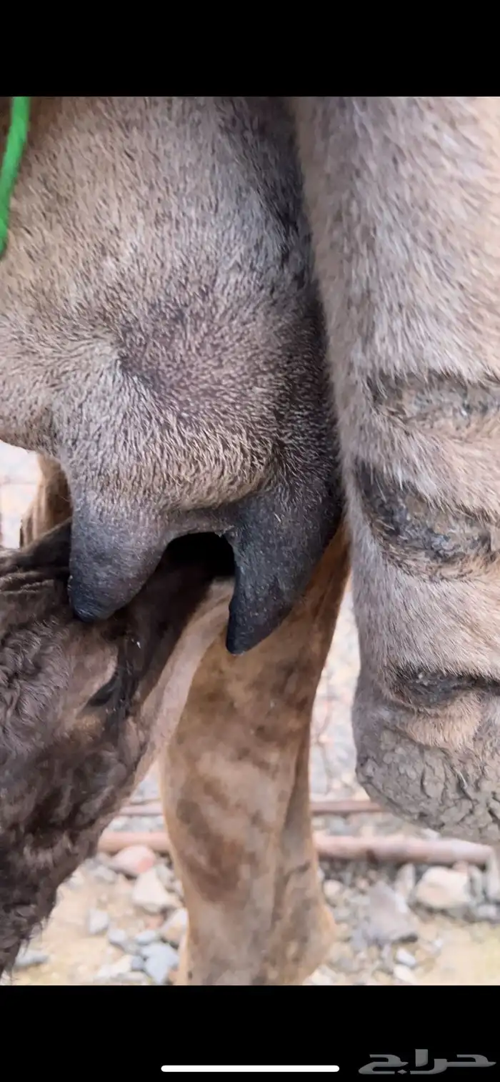 خلفه حمرا ساحليه منيحه ب 11500 تم البيع 7