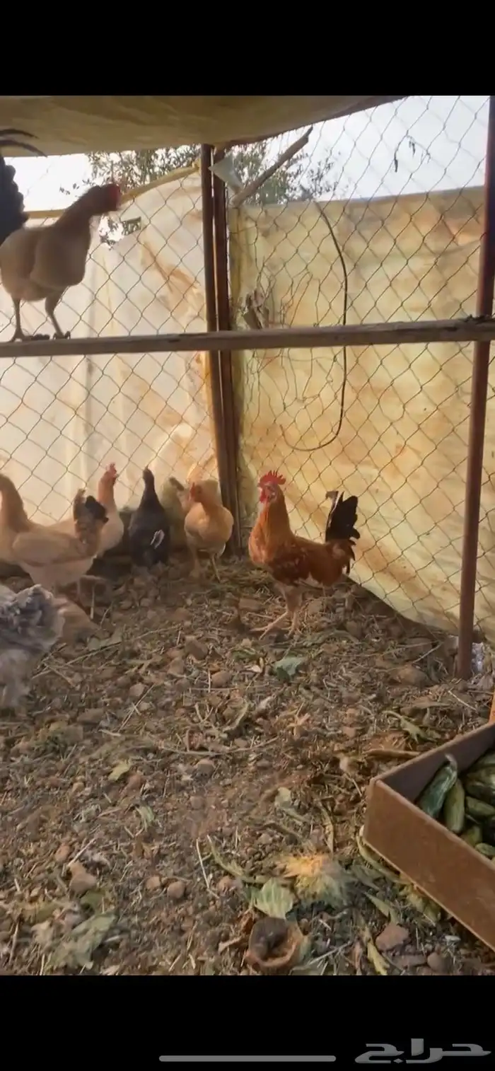 دجاج بلدي 1