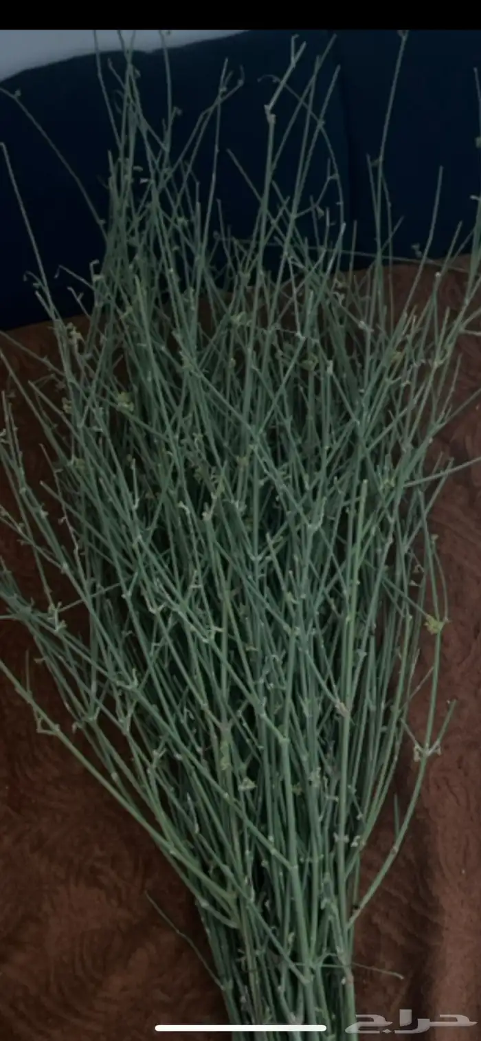 مرخ حنيذ للبيع 0