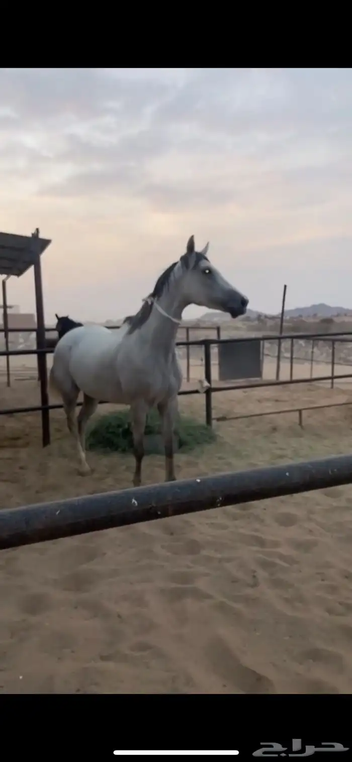 للبيع فرس مهجنه 6