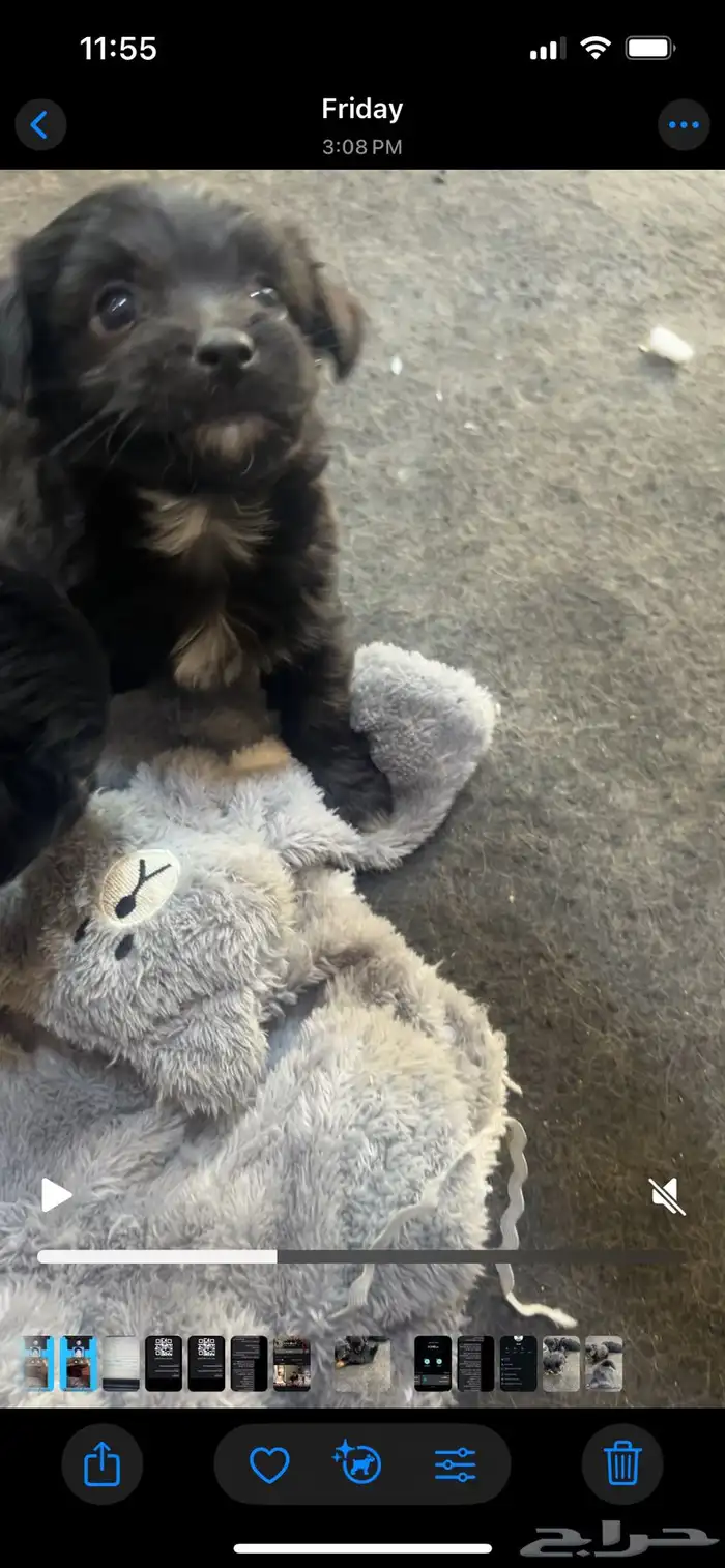 كلاب زينه صغيره صحه ممتازه و اسعار حلوه 2