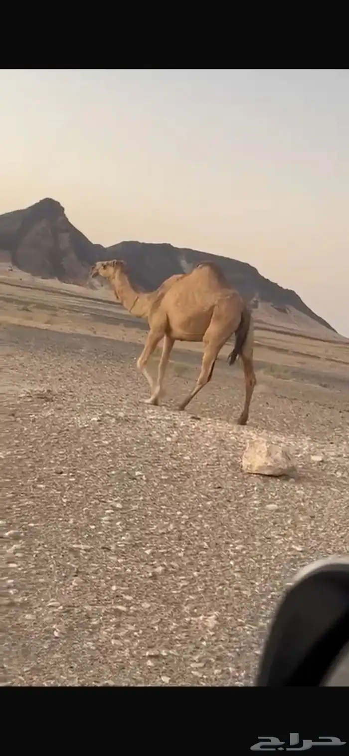 ثنيه ضروبه على جميع الشروط الموقع ظلم 2