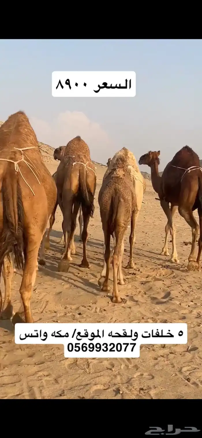 خلفات سواحل 4