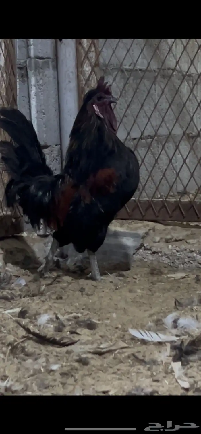 ديك بلدي مرتب وديك حبحبي 0