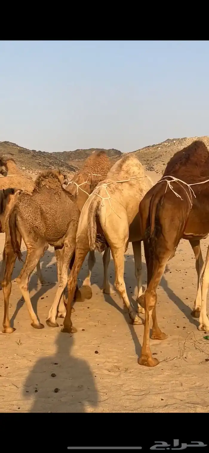 خلفات سواحل 3